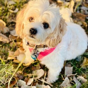 Meet your Posher, Restedesa